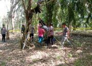 Tewas Di Pohon Karet, Pria 54 Tahun Ditemukan Dalam Kondisi Tergantung 