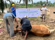Warga Terdampak Banjir di Aceh Tamiang Terima 8 Ekor Sapi Meugang dari BAZNAS Bekasi