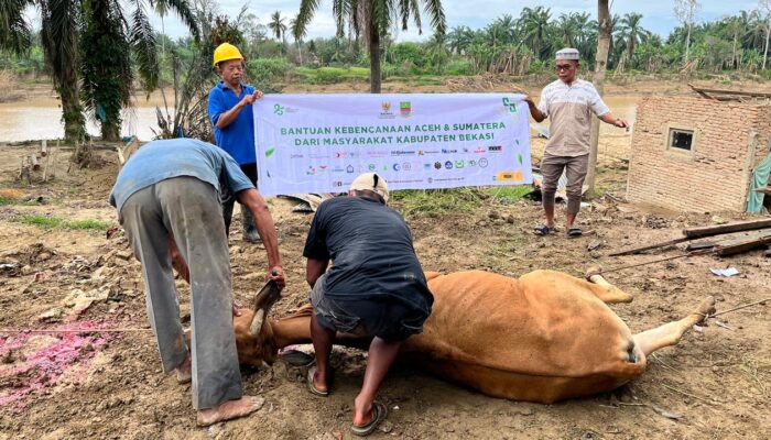 Warga Terdampak Banjir di Aceh Tamiang Terima 8 Ekor Sapi Meugang dari BAZNAS Bekasi