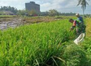 Rutin Monitor Perkembangan Padi, Ini Giat Giat Babinsa Dampingi Petani