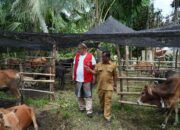 Pemkab Aceh Tamiang Terima 150 Ekor Sapi Kurban Diterima Wabup Ismail dari WEPA/Human Initiative