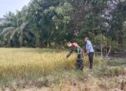 Amati dan Pantau Tanaman Sedang Menguning, Babinsa Bersama Petani Pastikan Hasil Produksi Optimal
