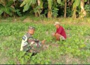 Rawat Tanaman Kedelai Bersama Petani Binaan, Babinsa Pastikan Pertumbuhannya Baik
