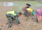 Bersama Petani Tanam Padi, Babinsa: Wujud Penguatan Hanpangnas