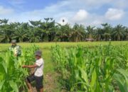 Rawat Tanaman Jagung, Babinsa Koramil 03/Srw Aktif Dampingi Petani Binaan