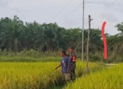 Babinsa dan Petani Binaan Pantau Tanaman Padi Jelang Panen