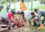 KB Kodim 0117/Atam Sembelih 2 Ekor sapi Kurban, Dandim dan Keluarga Ikut Saksikan Langsung